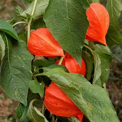 Alkekengi officinarum