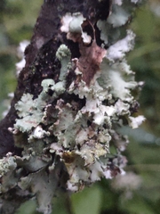 Parmotrema hypotropum