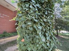 Hedera helix