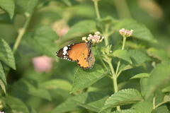 Danaus chrysippus chrysippus