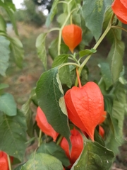 Alkekengi officinarum