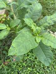 Pokeweed mosaic virus