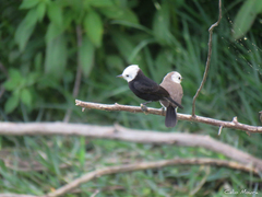 Arundinicola leucocephala