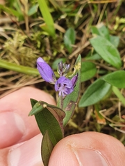 Polygala vulgaris