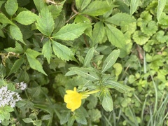 Oenothera biennis