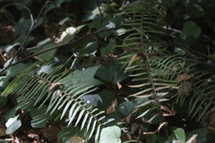 Polystichum munitum