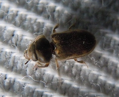 Heterocerus fenestratus