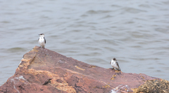 Tachycineta albiventer