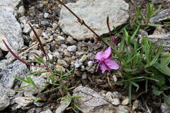 Chamaenerion fleischeri