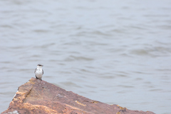 Tachycineta albiventer