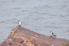 Tachycineta albiventer