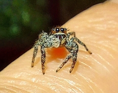 Platycryptus californicus