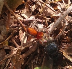 Phidippus cardinalis