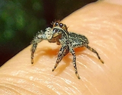 Platycryptus californicus