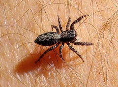 Platycryptus californicus