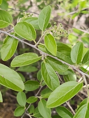 Neopringlea integrifolia
