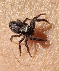 Platycryptus californicus