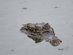 Caiman crocodilus fuscus