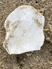 Rexithaerus secta