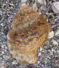 Monoplex parthenopeus