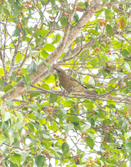 Thraupis palmarum