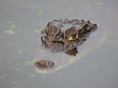 Caiman crocodilus fuscus