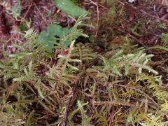 Rhytidiadelphus loreus