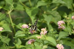 Papilio demoleus