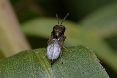 Pteromalidae