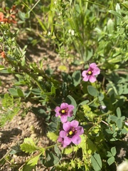 Diascia
