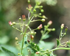 Scrophularia parviflora