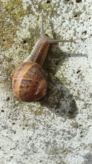 Cornu aspersum