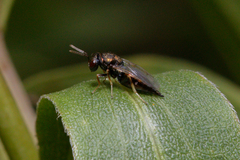 Pteromalidae