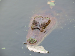 Caiman crocodilus fuscus