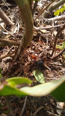 Phidippus cardinalis