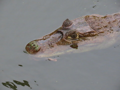 Caiman crocodilus fuscus