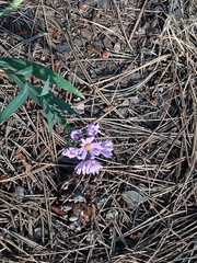 Symphyotrichum laeve