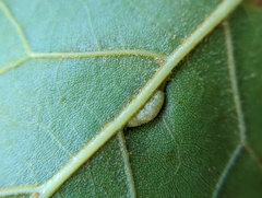 Macrodiplosis qoruca