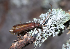 Calopus serraticornis