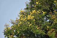Peltophorum
