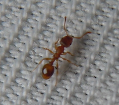 Temnothorax