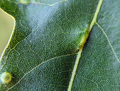 Macrodiplosis qoruca