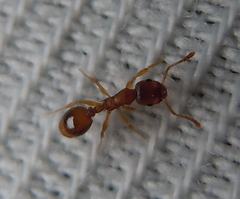 Temnothorax