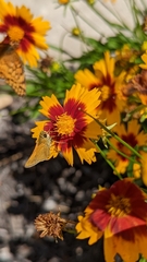 Polites themistocles