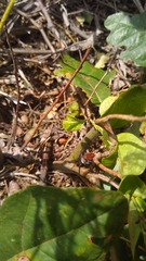 Phidippus cardinalis