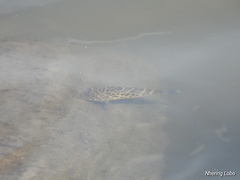 Sphoeroides testudineus