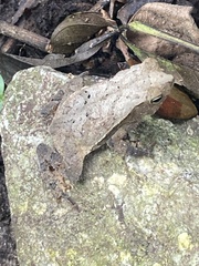 Rhinella alata