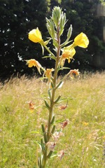 Oenothera hoelscheri