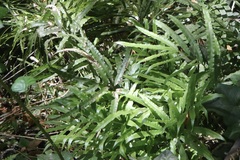 Pteris cretica