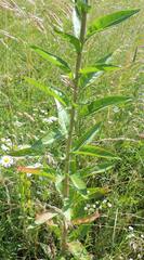 Oenothera hoelscheri